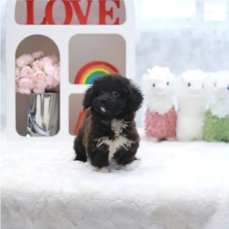 Black White Female Poodle cross puppy available in Singapore