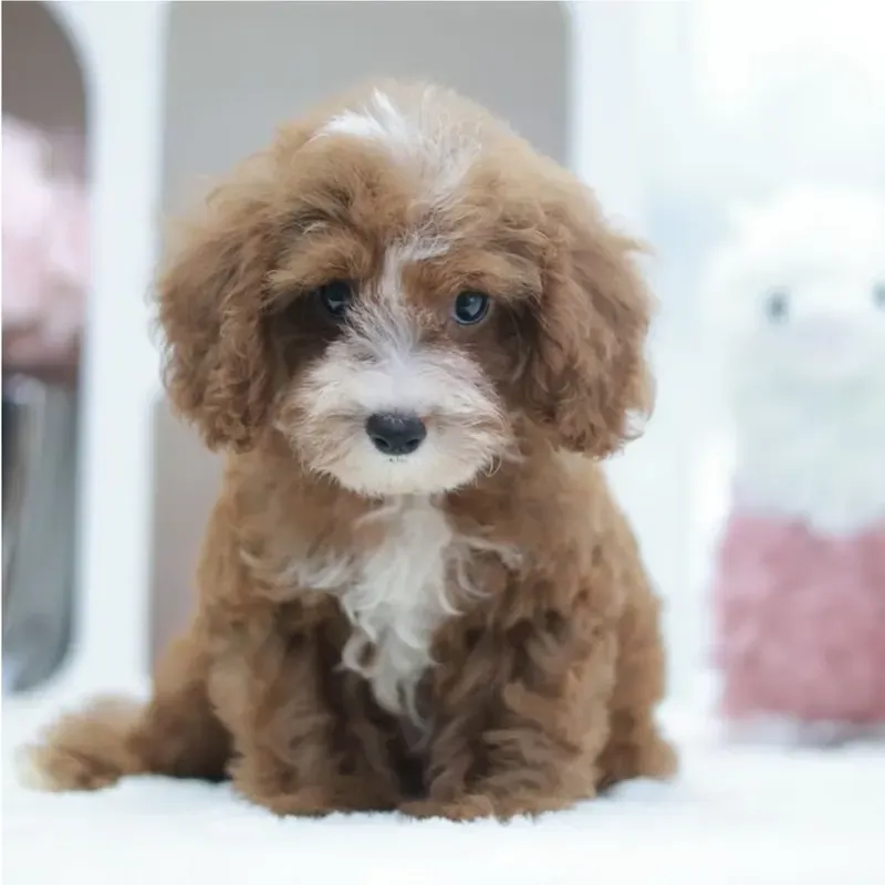 A red white Cavapoo boy who found a loving home in Singapore in October 2026