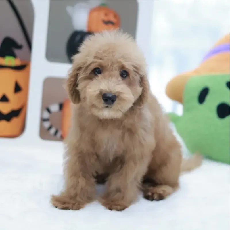 Apricot Male Cockapoo puppy Maple available in Singapore