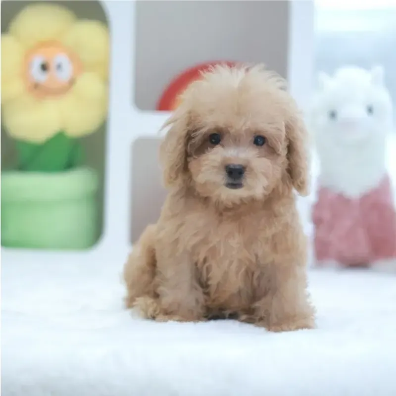 A apricot Cockapoo boy who found a loving home in Singapore in October 2026