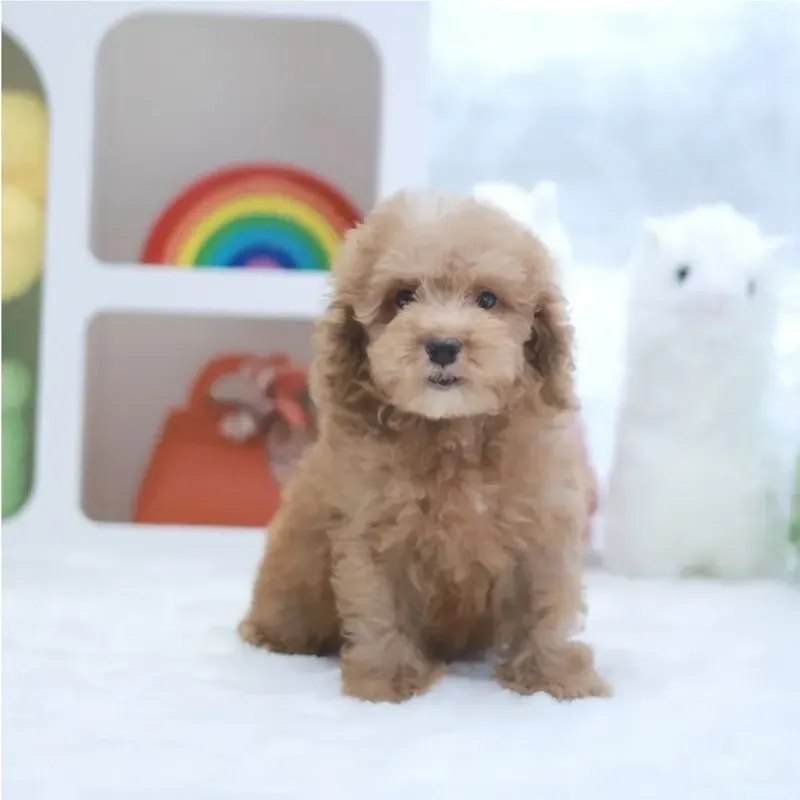 Apricot Male Cockapoo puppy available in Singapore