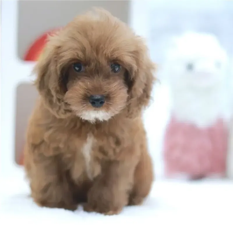 A apricot Cavapoo girl who found a loving home in Singapore between September and October 2026