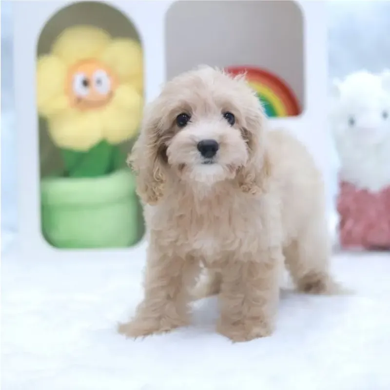 Cream Female Cavapoo puppy available in Singapore