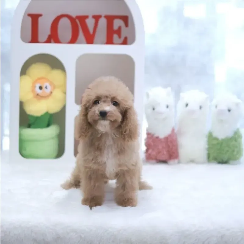 Apricot White Female Cavapoo puppy available in Singapore