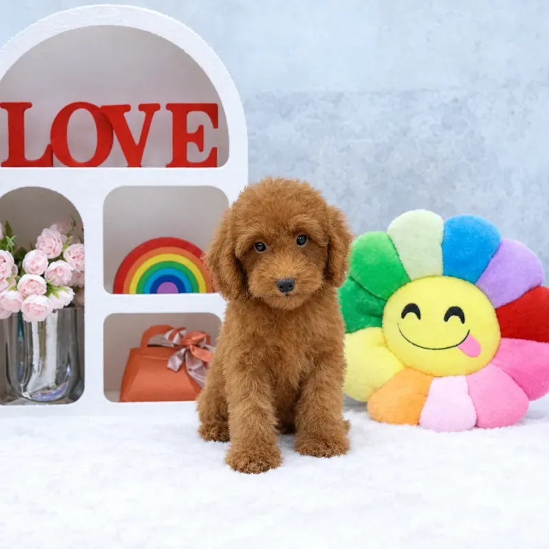 Apricot Male Cockapoo puppy Archie available in Singapore