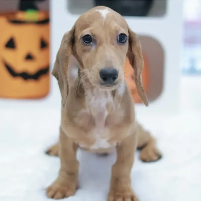 Dapple Female Mini Dachshund puppy Luna available in Singapore