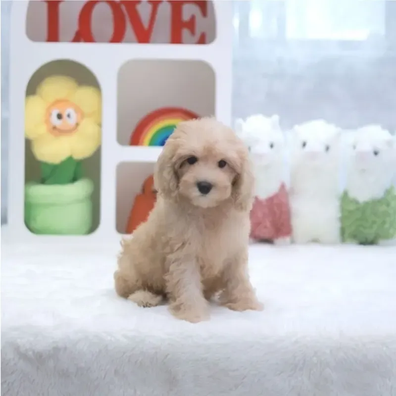 Cream Girl #2917, Cavapoo puppy available in Singapore