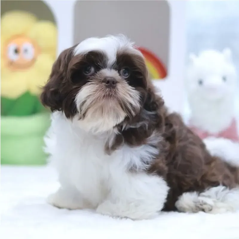 Premium Chocolate Liver Male Shih Tzu puppy available in Singapore
