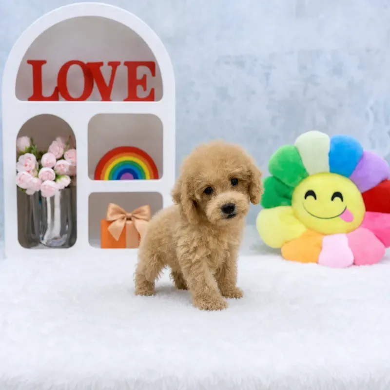 Cream Male Maltipoo puppy Finn available in Singapore