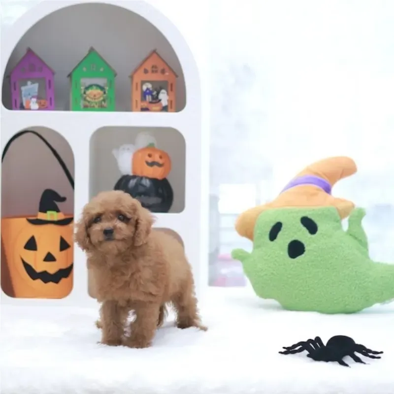 Apricot Female Maltipoo puppy Biscuit available in Singapore