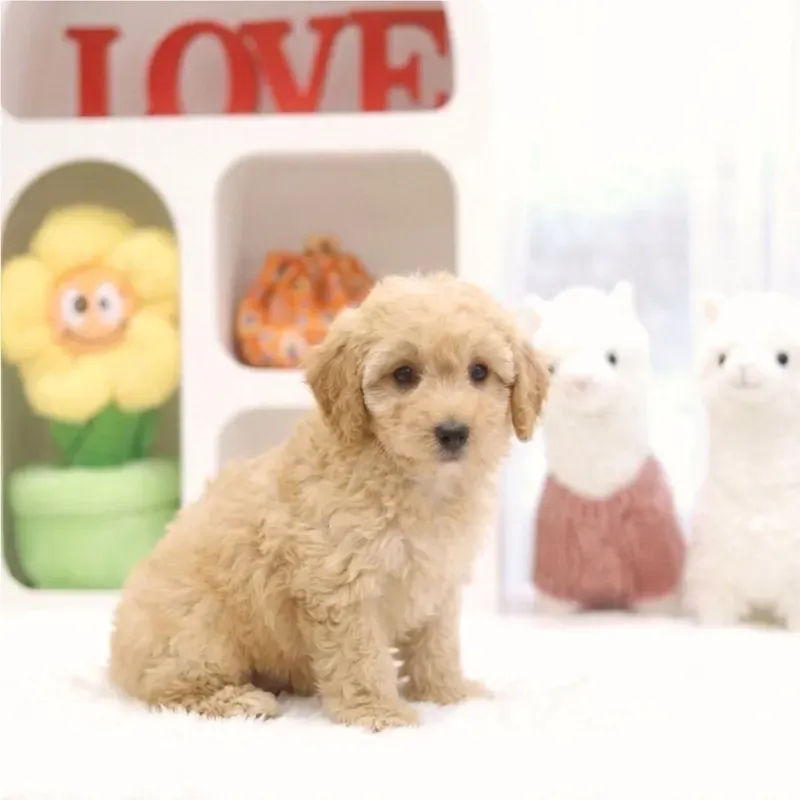 A apricot Cavapoo girl who found a loving home in Singapore in October 2026