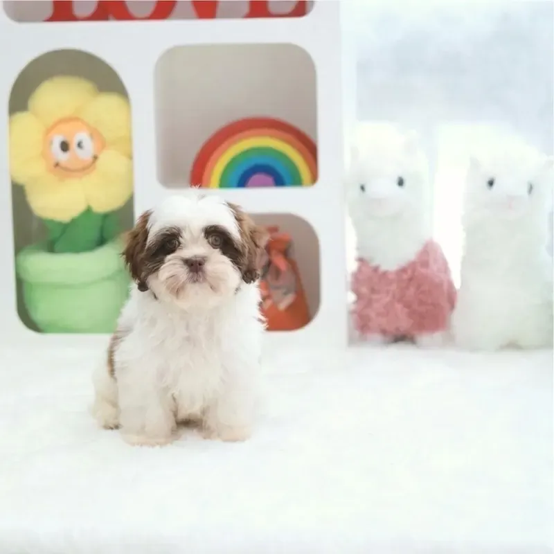 Choco Liver Female Maltese x Shih Tzu puppy Teddy available in Singapore