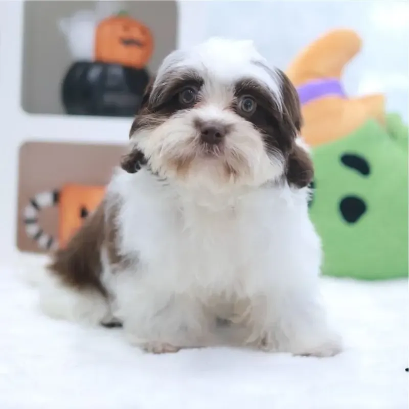 Choco Liver Female Maltese x Shih Tzu puppy Teddy available in Singapore