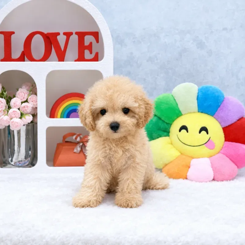 Cream Male Cavachon puppy Rumi available in Singapore