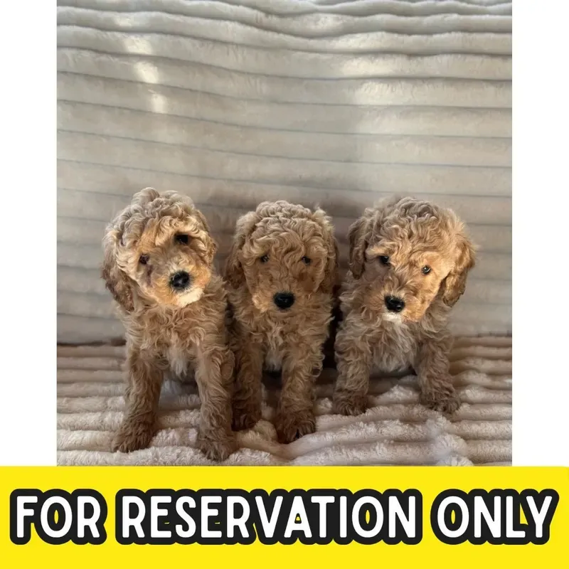 Brown White Female Toy Poodle puppy Cocoa available in Singapore