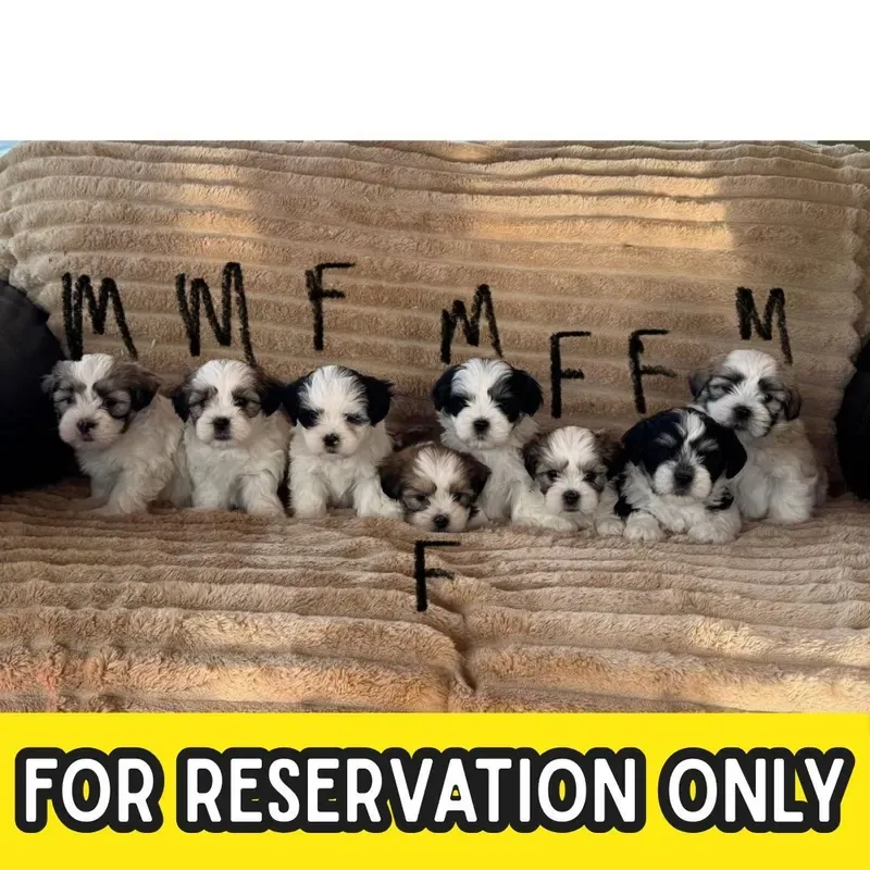 Tri Color Female Maltese x Shih Tzu puppy Indy available in Singapore