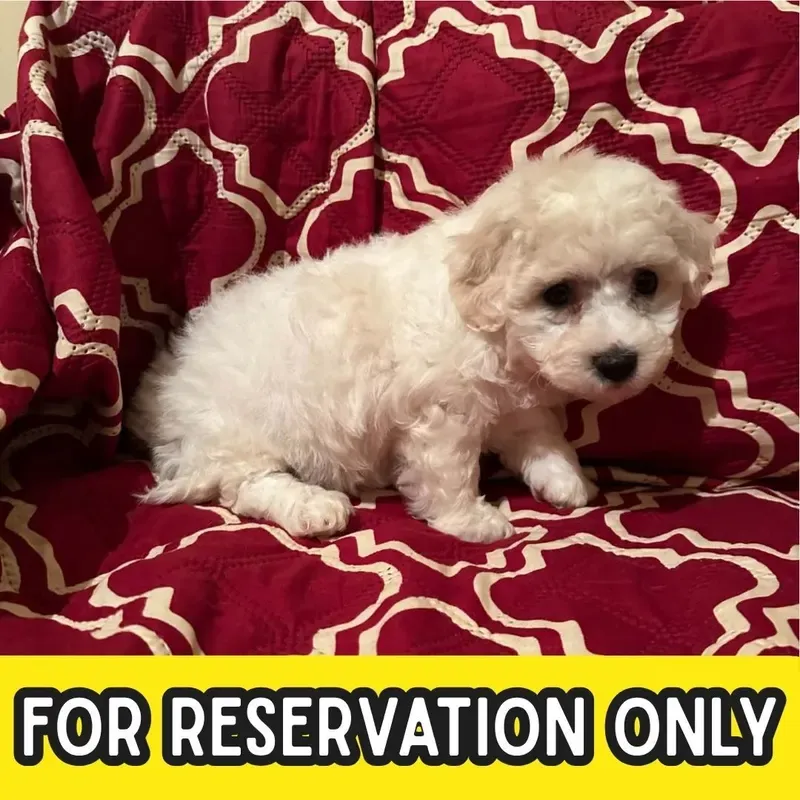 White Female Bichon Frise puppy Aspen available in Singapore