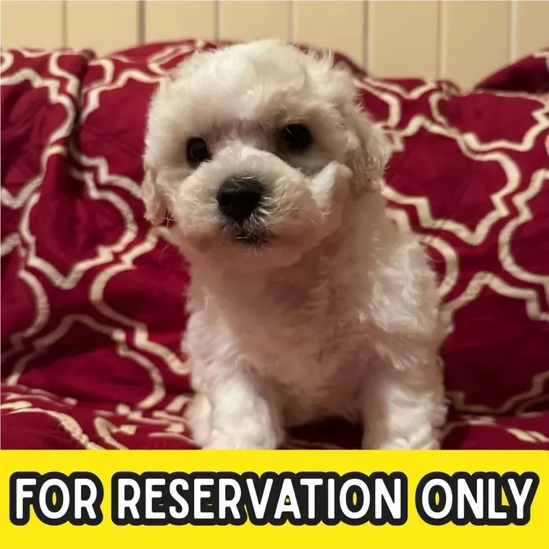 White Male Bichon Frise puppy Waffles available in Singapore