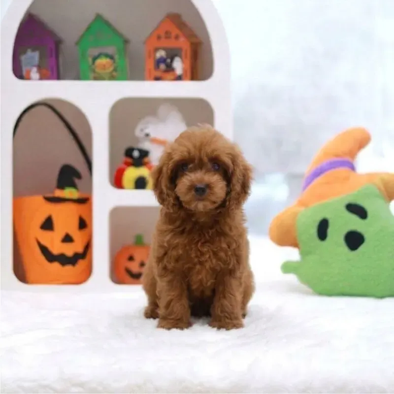 Brown Male Cavapoo puppy Noodle available in Singapore