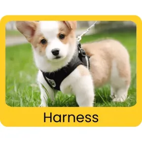 Harness