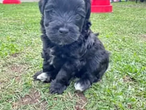 Toy Poodle x Moodle puppy for reservation from Australia