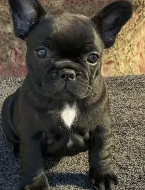 French Bulldog puppy for reservation from Australia