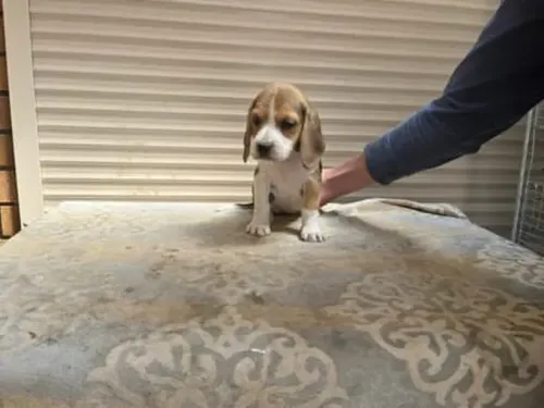 Beagle puppy for reservation from Australia