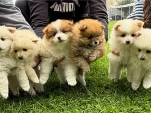 Pomeranian puppy for reservation from Australia