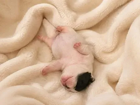 French Bulldog puppy for reservation from Australia