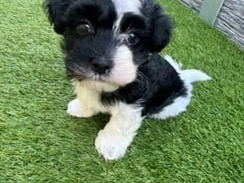 Havanese puppy for reservation from Australia