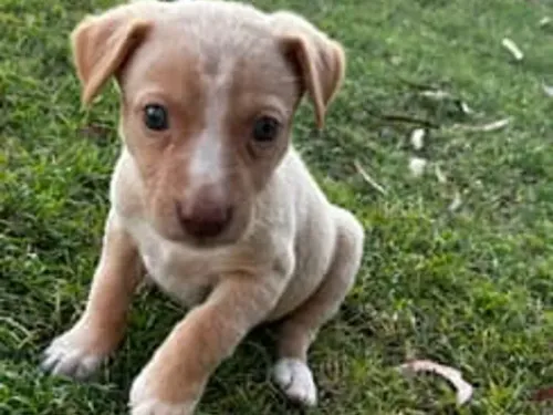 Border Collie x Kelpie puppy for reservation from Australia