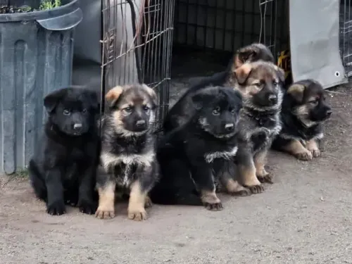 German Shepherd puppy for reservation from Australia