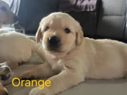Golden Retriever puppy for reservation from Australia