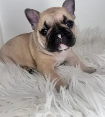 French Bulldog puppy for reservation from Australia