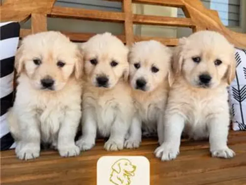 Golden Retriever puppy for reservation from Australia