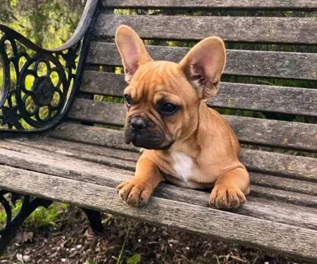 French Bulldog puppy for reservation from Australia