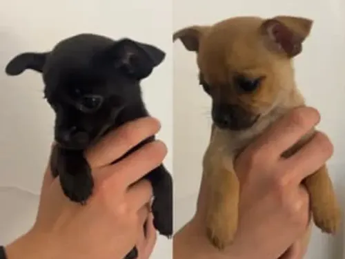 Chihuahua puppy for reservation from Australia