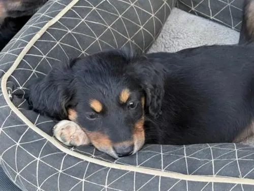 Border Collie x Sausage Dog puppy for reservation from Australia