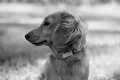 Mini Dachshund puppy for reservation from Australia