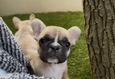 French Bulldog puppy for reservation from Australia