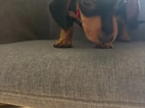 Mini Dachshund puppy for reservation from Australia