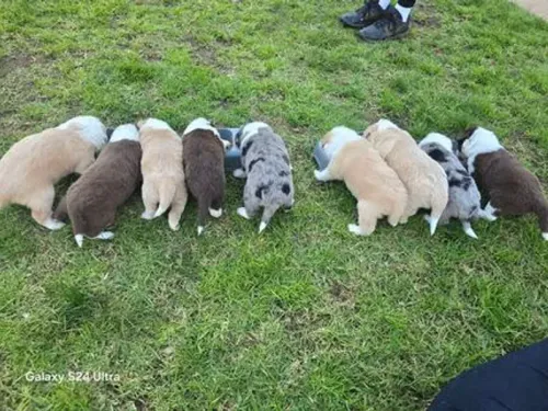 Border Collie puppy for reservation from Australia