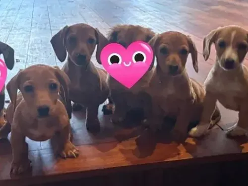 Mini Dachshund puppy for reservation from Australia