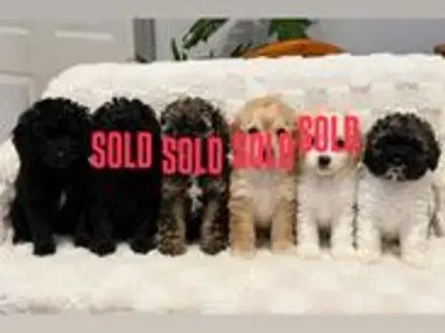 Cavapoo puppy for reservation from Australia