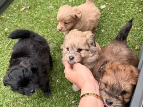 Cavoodle x Pomeranian puppy for reservation from Australia
