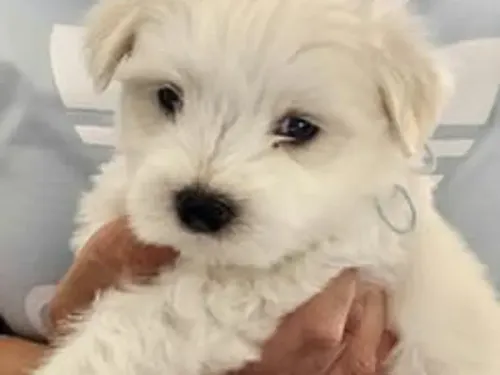 Maltese puppy for reservation from Australia
