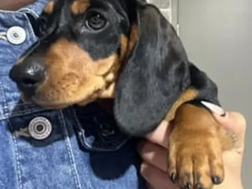 Mini Dachshund puppy for reservation from Australia