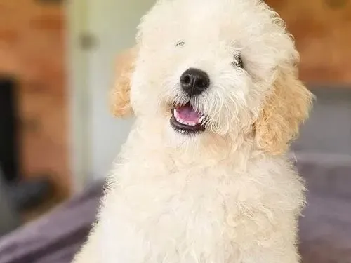 Toy Poodle puppy for reservation from Australia