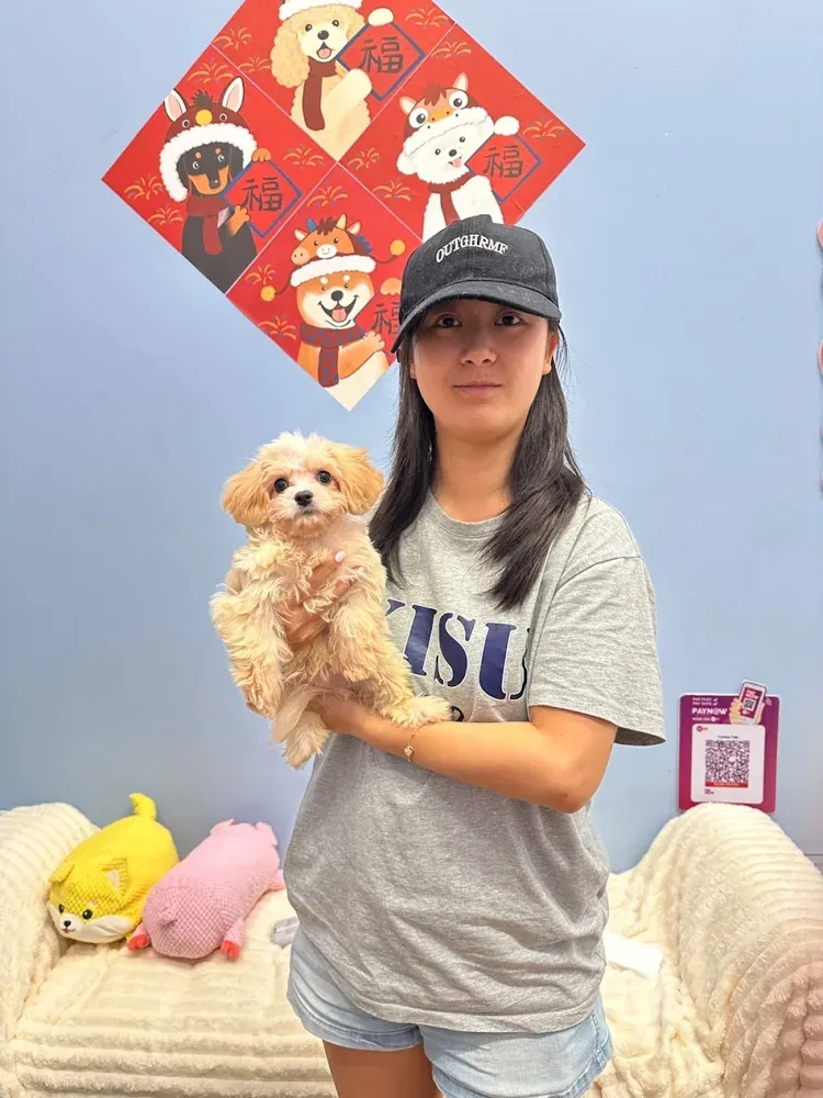 Puppy photo taken by a zi yun xue, a Curious Tails customer