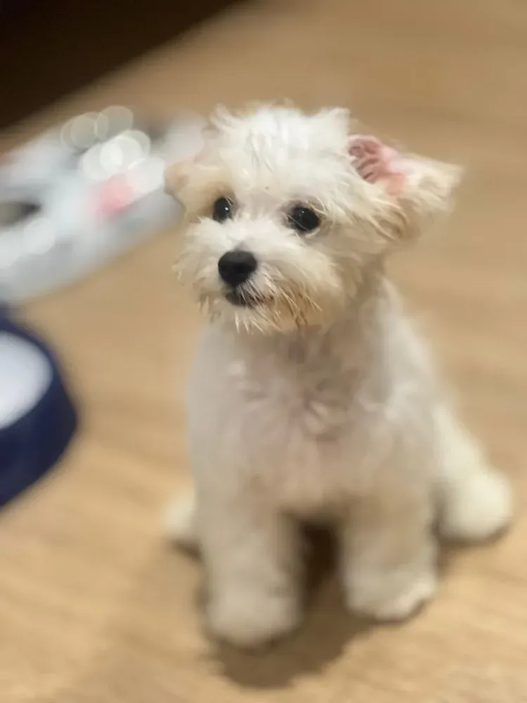 Another puppy photo from Maxwell Fong